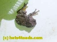 /home//u458753944/public_html/sourcegallery///////Roxborough Toad Detour/2022/2022-04-26/P4261107.JPG